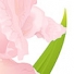 Lanitta.com :: Iris
