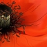 Lanitta.com :: Poppies