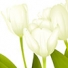 Lanitta.com :: Tulips
