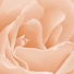 Lanitta.com :: Rose Flower